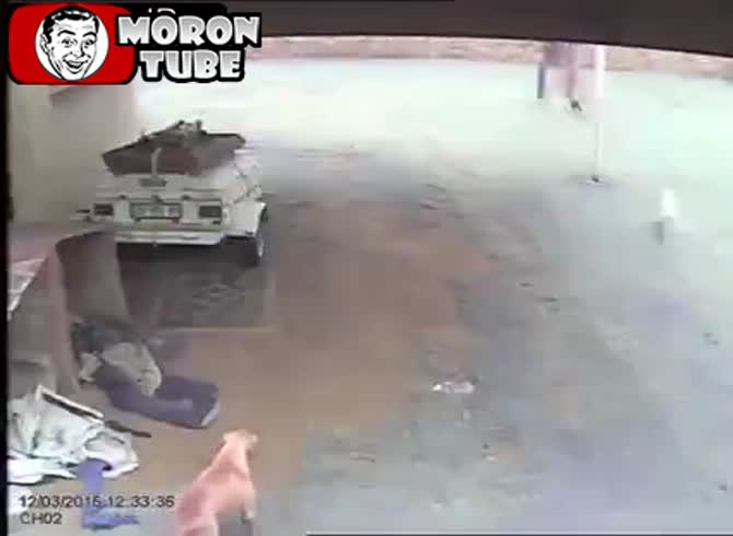 Video :A extremely courageous dog chases away a robber